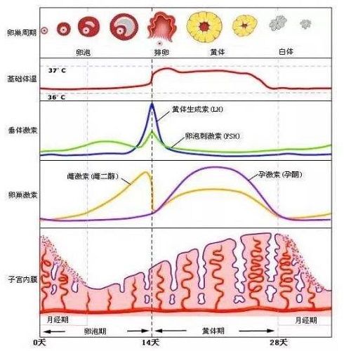 激素六项
