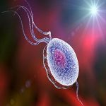 滴虫性阴道炎检查