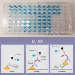 【视频】免疫性流产是怎么一回事？