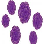 HPV与胎膜早破有关