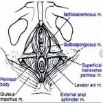 疑问：产后尿失禁是因为产伤吗？
