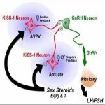 低促性腺激素性性腺功能减退综述-陈凤林