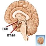 【闭经】低促性腺性性功能低下能不能治好呢?