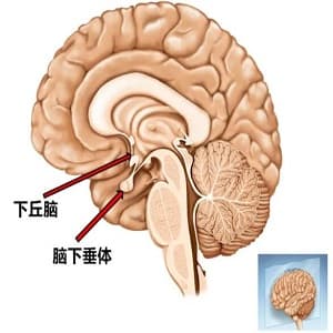 下丘脑垂体性闭经
