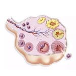 黄体酮保胎：科学调理，呵护胎儿健康