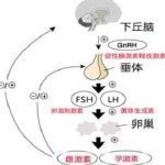 上重点学校压力大导致的闭经怎么办？