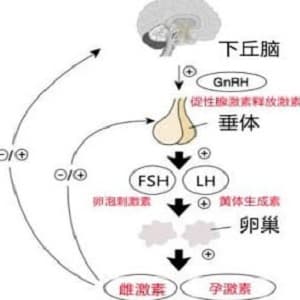 下丘脑闭经