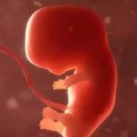 不撞南墙不回头 再孕还是胎停育