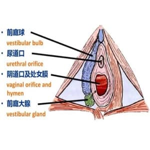 前庭大腺